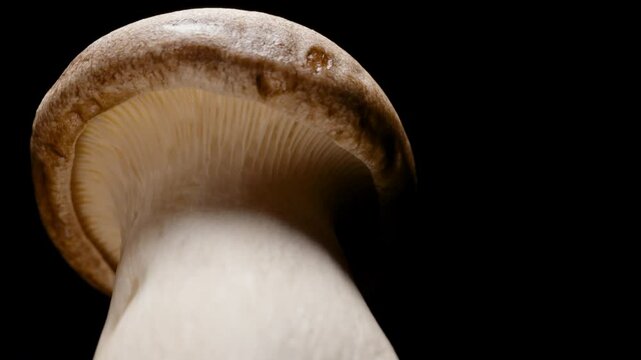 King Oyster Mushroom Rotating in Seamless Loop Captured from Low Angle Close-Up Emphasizing Gills and Underside Texture with Dark Background, Healthy Eating Concept