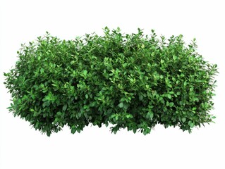 Obraz premium Lush green shrubbery