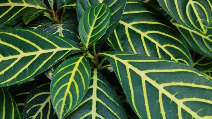 close up shot of beautiful green tropical leaves © MARIA