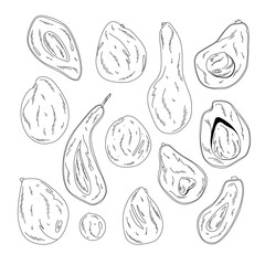 Outline set of linear illustrations of avocado of various varieties, shapes and sizes, for packaging