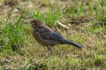Fototapeta premium Young blackbird exploring green grass in springtime