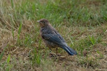 Obraz premium Young brewer's blackbird standing in short grass