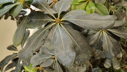 green leaves in the garden