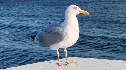 seagull on the roof of the sea