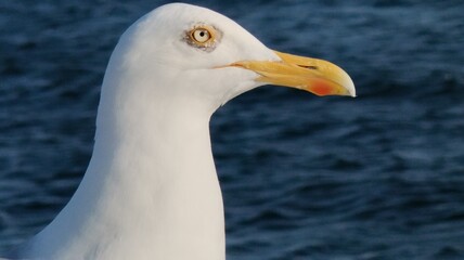 seagull close - up, seagull, close - up, a bird with a white beak