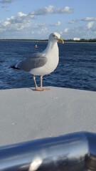 close up of a seagull