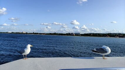 seagulls in the port of the baltic sea