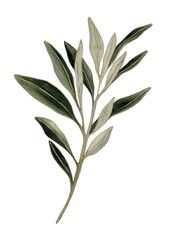 Fototapeta premium Watercolor pattern design featuring olive leaves for textiles and packaging purposes