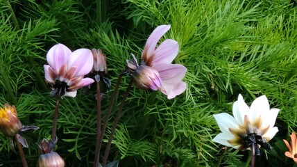 beautiful flowers in the garden © MARIA – Nature