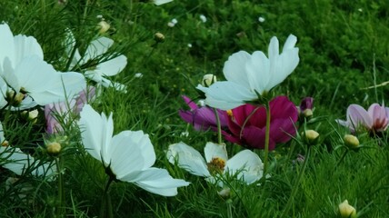 beautiful flowers in the garden