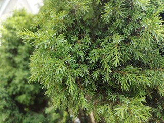 beautiful green thujas in the garden © MARIA