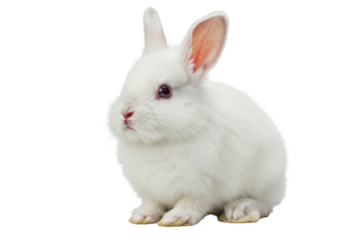 Isolated Fluffy White Baby Rabbit