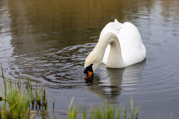 Mute swan is floating on the lake and looking for fish