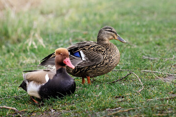 Wild two waterfowl in their natural environment.