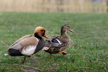 Two wild ducks Netta rufina, mallard duck walking at the Lithuanian city park