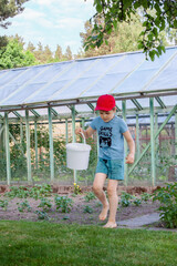 A little boy, barefoot, with a white bucket in his hands, is watering plants in his grandmother's summer garden greenhouse
