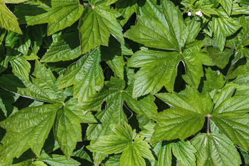Geranium macronizum green leaves, top view. Horizontal photo.