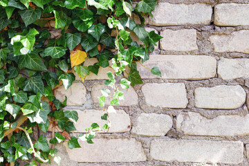 Common ivy against a stone wall. Creeping vine with bright green and yellowing leaves against the white-stone wall. Background image with place for text