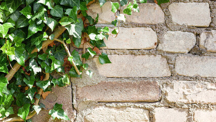White bricks wall overgrown with ivy. Background image with place for text.