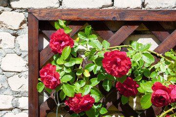 Vibrant red summer flowering red, climbing roses on a white brick wall