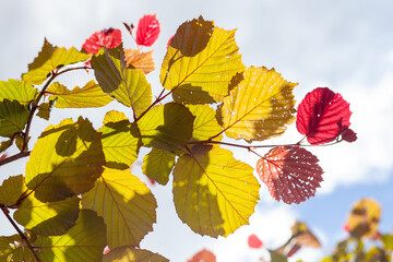 Autumn leaves illuminated by sunlight against the blue background of the summer sky