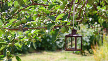 An old metal candle lantern hanging on an apple tree branch