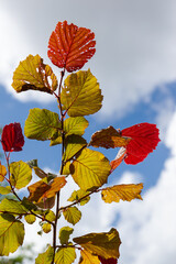 Autumn leaves illuminated by sunlight against the blue background of the summer sky. Vertical photo