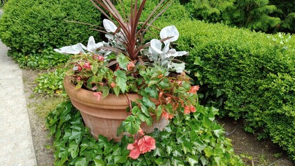 beautiful flowers in the garden © MARIA – Nature