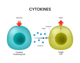 Diagram of Cytokine Signaling Pathway © twinklepicture