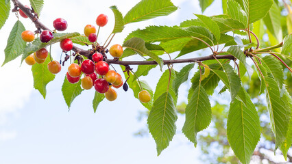 Fresh, healthy and ripe red sweet wild cherries hanging on a branch.