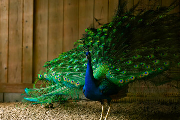 クジャクが大きく羽を広げていた