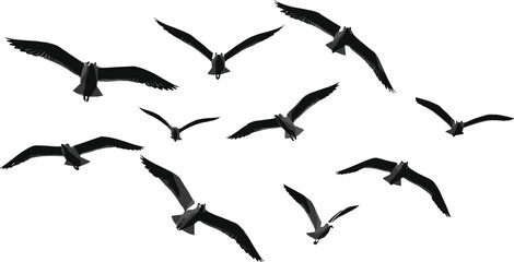 Silhouette of flying birds in formation, open sky background, peaceful nature scene, wildlife motion concept, flock migration view, elegant aerial flight illustration for stock image.