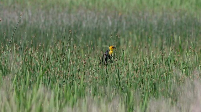 Male Yellow-headed Blackbird sings in a marsh, with sound, part 2 of 3