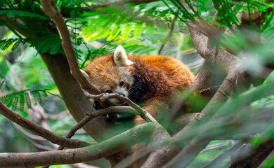 red panda in tree