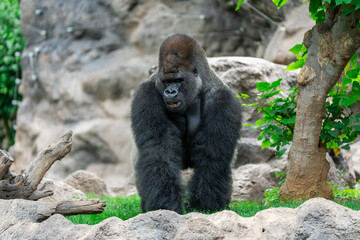 A gorilla is a strong and gentle giant