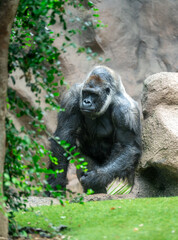 A gorilla is a strong and gentle giant
