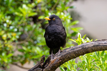 Male Common Blackbird (Turdus merula) in Phoenix Park, Dublin – widespread across Europe & Ireland