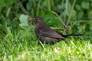 Male Common Blackbird (Turdus merula) in Phoenix Park, Dublin – widespread across Europe & Ireland