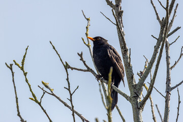 Male Common Blackbird (Turdus merula) in Phoenix Park, Dublin – widespread across Europe & Ireland