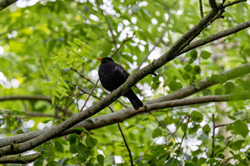 Male Common Blackbird (Turdus merula) in Phoenix Park, Dublin – widespread across Europe & Ireland