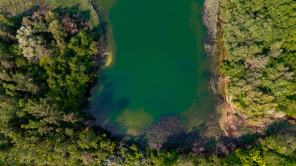 Aerial view of a green-blue lake and a reed-covered shoreline with dense trees.