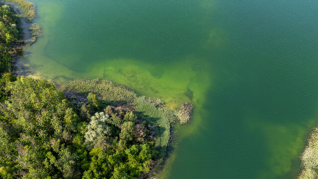 Aerial view of a green-blue lake and a reed-covered shoreline with dense trees.