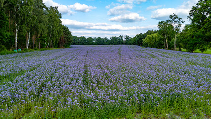 Field of blooming phacelia in full flower, surrounded by trees under a partly cloudy blue sky.