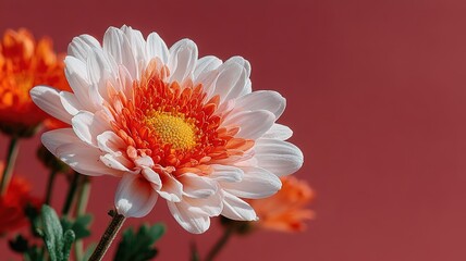 White flower on pink background, minimalist floral elegance and delicate beauty