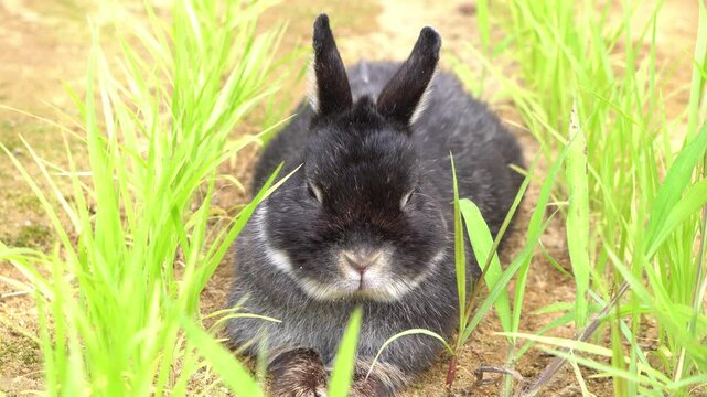 The domestic rabbit (Oryctolagus cuniculus domesticus) on the ground