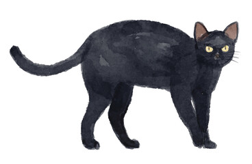 Hand painted watercolor black cat isolated