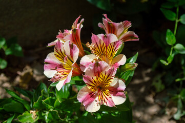 Flores Alstroemerias o lirios de los incas
