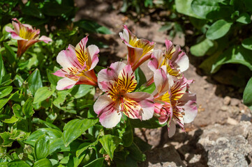 Flores de jardín Alstroemerias o lirios de los incas en verano.