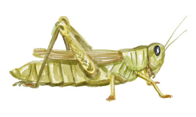 Hand painted watercolor grasshopper isolated on white background