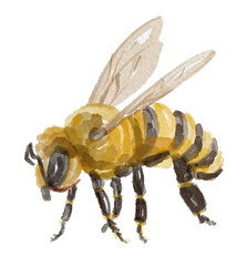 Watercolor honey bee isolated on white background